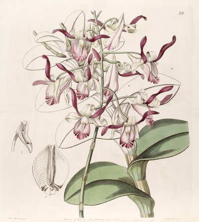 Dendrobium taurinum - Miss Drake